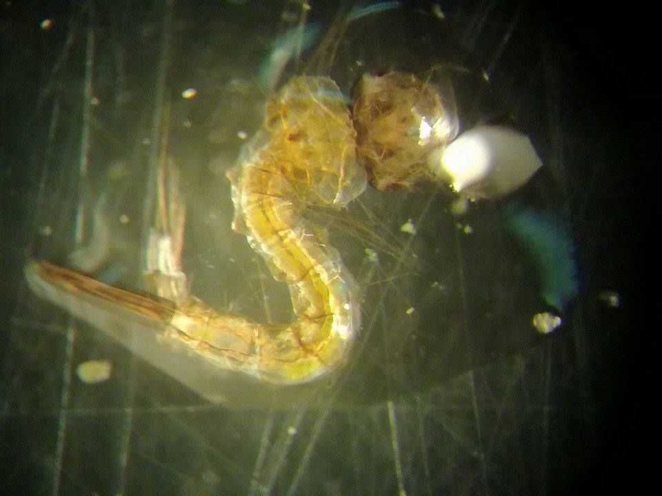 2017-10-11-termbuvar-szeged23003