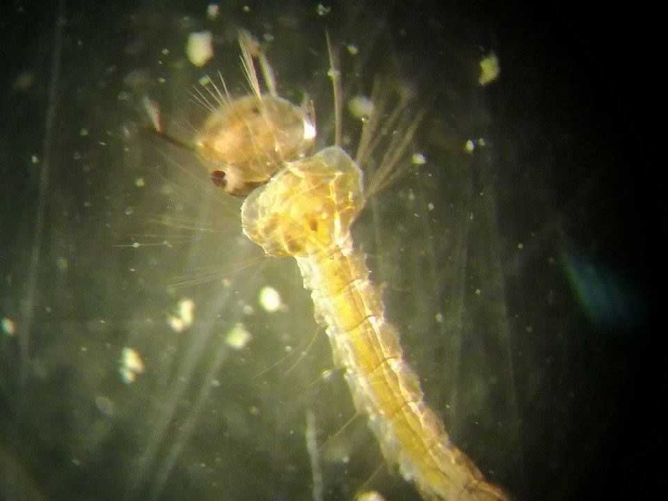 2017-10-11-termbuvar-szeged23004
