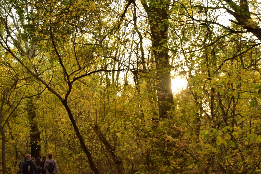 2017-10-15-martelykicsikkel005
