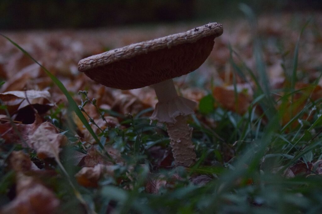 2017-10-15-martelykicsikkel039