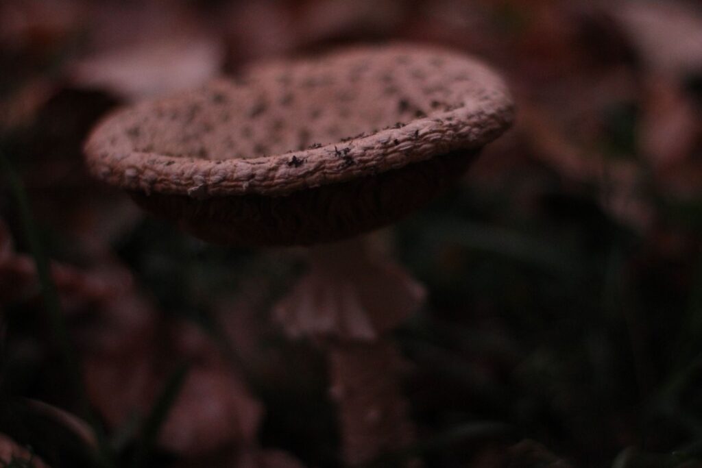 2017-10-15-martelykicsikkel058