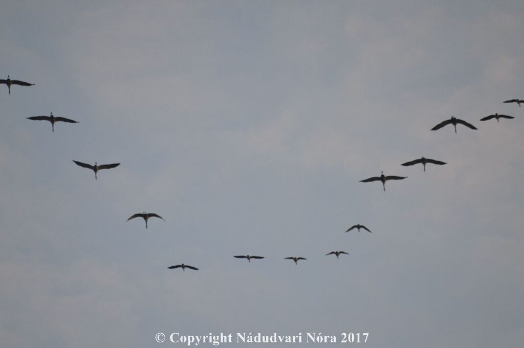2017-11-10-12-darvadozas001