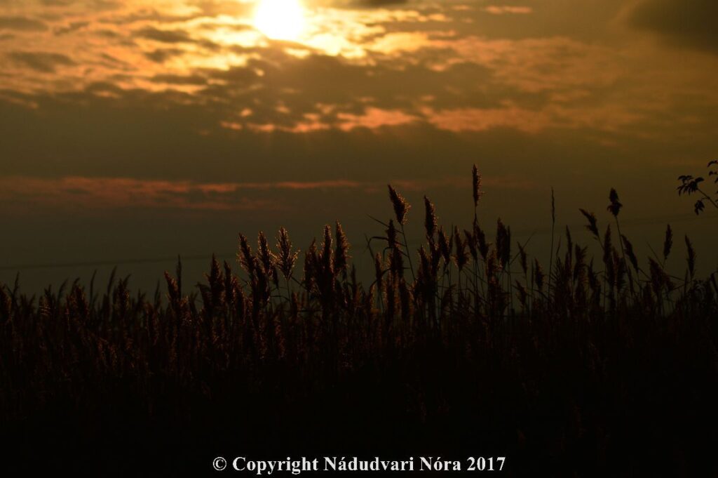 2017-11-10-12-darvadozas011