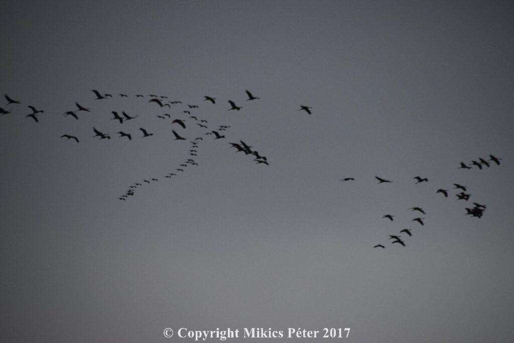 2017-11-10-12-darvadozas040