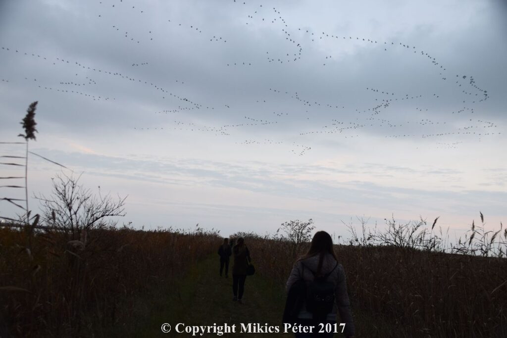 2017-11-10-12-darvadozas041