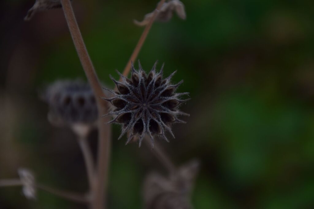 dsc-0043