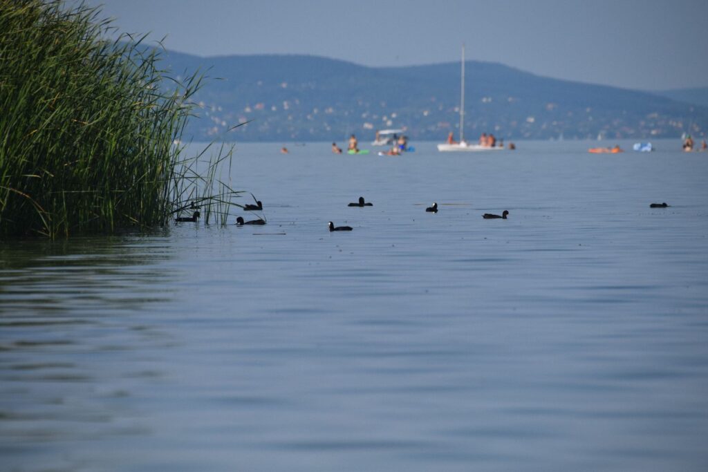 pecs-balaton-2017-x-012