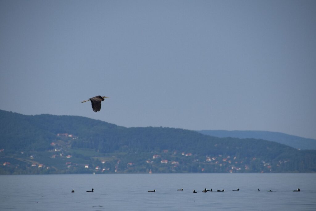 pecs-balaton-2017-x-016