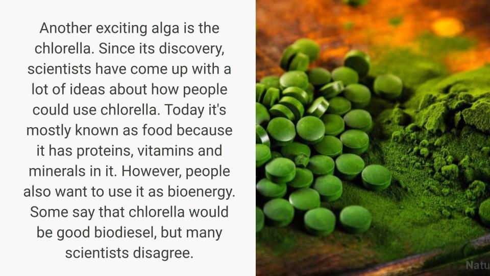 02-algae-in-the-tisza-masolata-1-3
