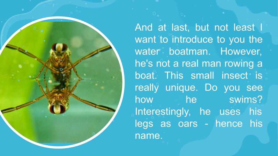 04-insects-in-the-tisza-masolata-2