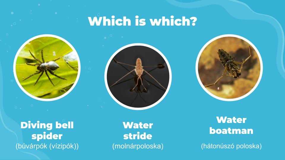 04-insects-in-the-tisza-masolata-3-1