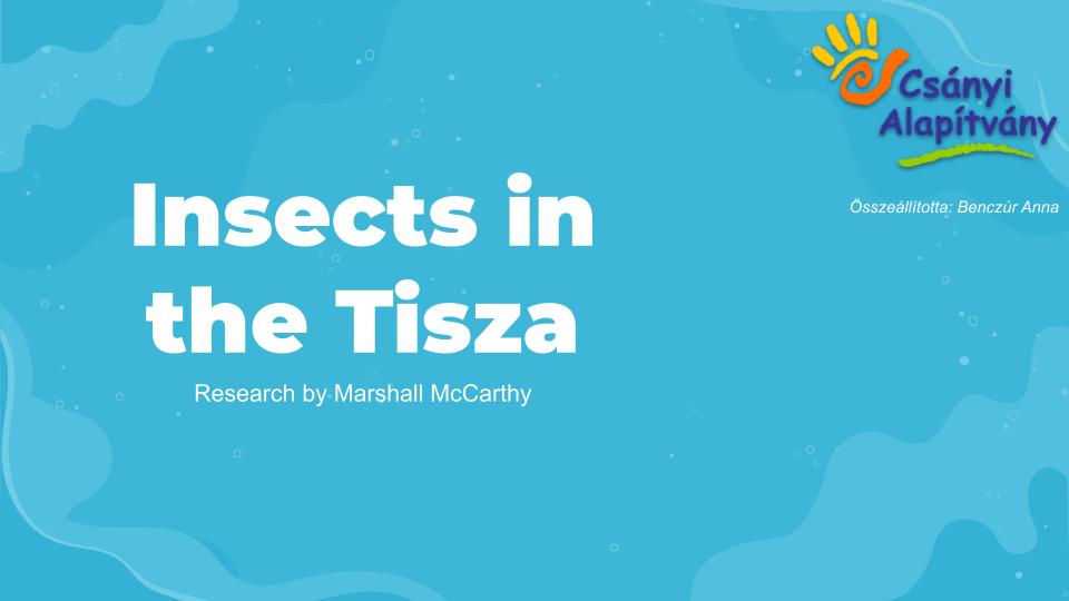04-insects-in-the-tisza-masolata-4