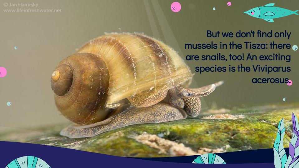 05-molluscs-in-the-tisza-masolata-1