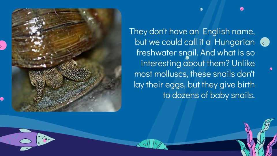 05-molluscs-in-the-tisza-masolata-2