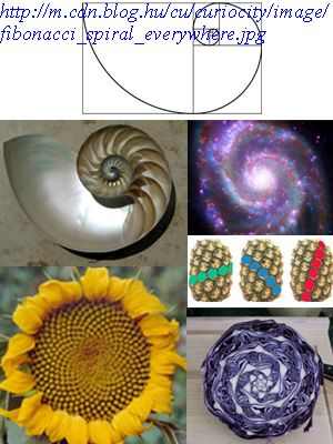 18-fibonacci-spiral-everywhere-1