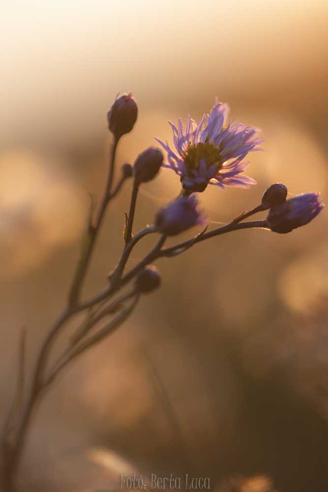 411112ie-makro-1