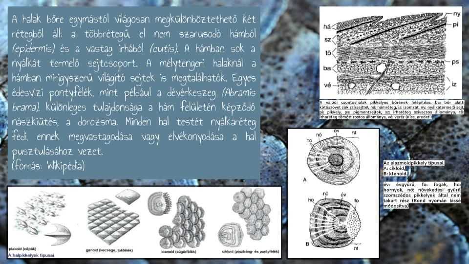 asv123-1