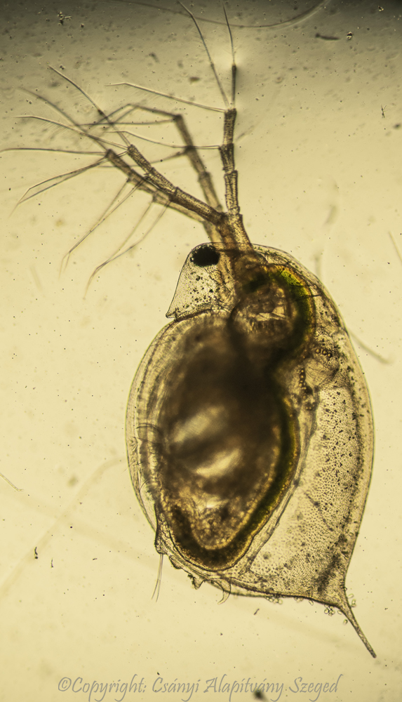 daphnia007