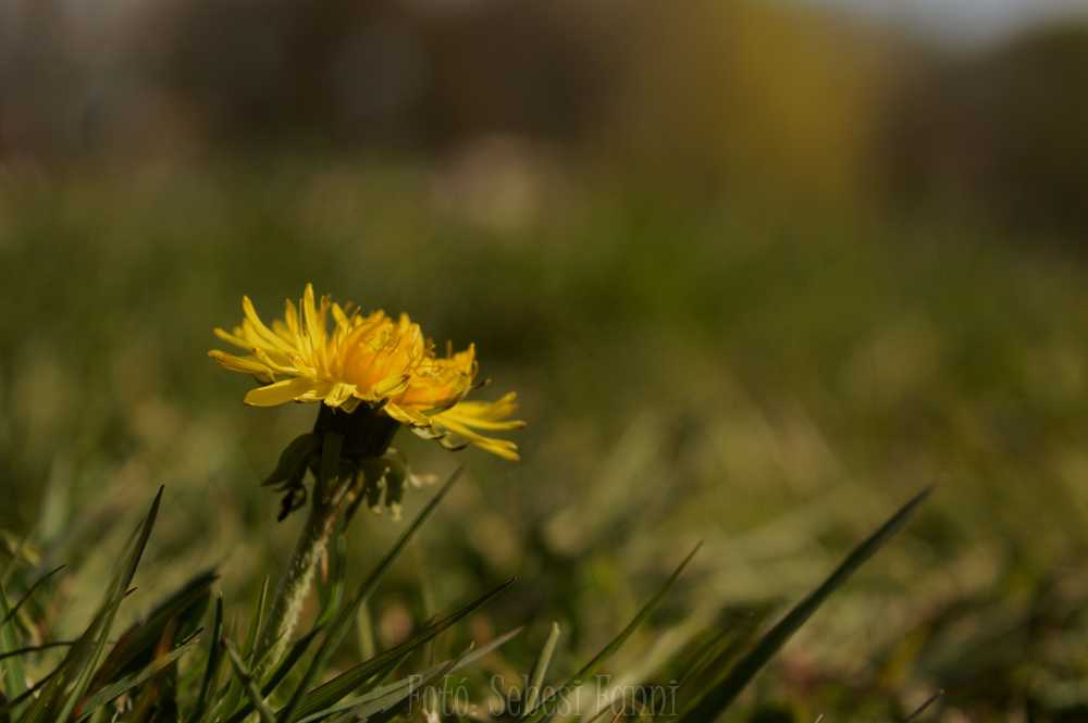 dsc-0002-01-01-2