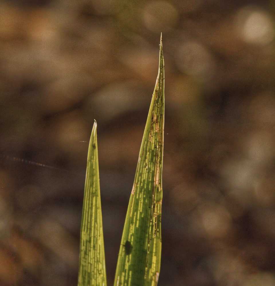 dsc-0016-01-1