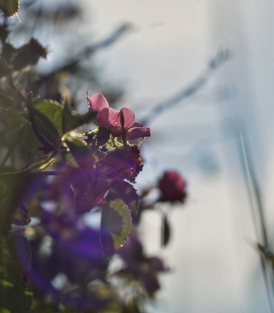 dsc-0033-edited-2