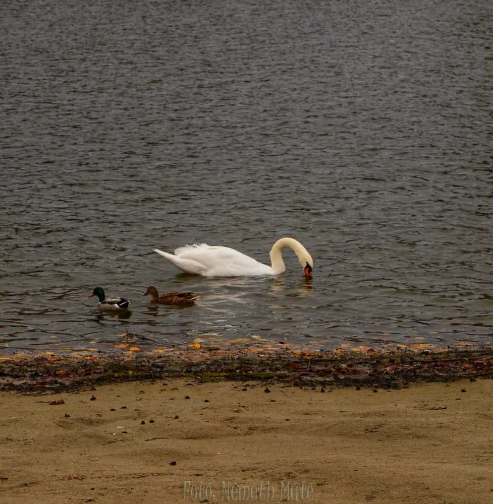 dsc-0053-01-1
