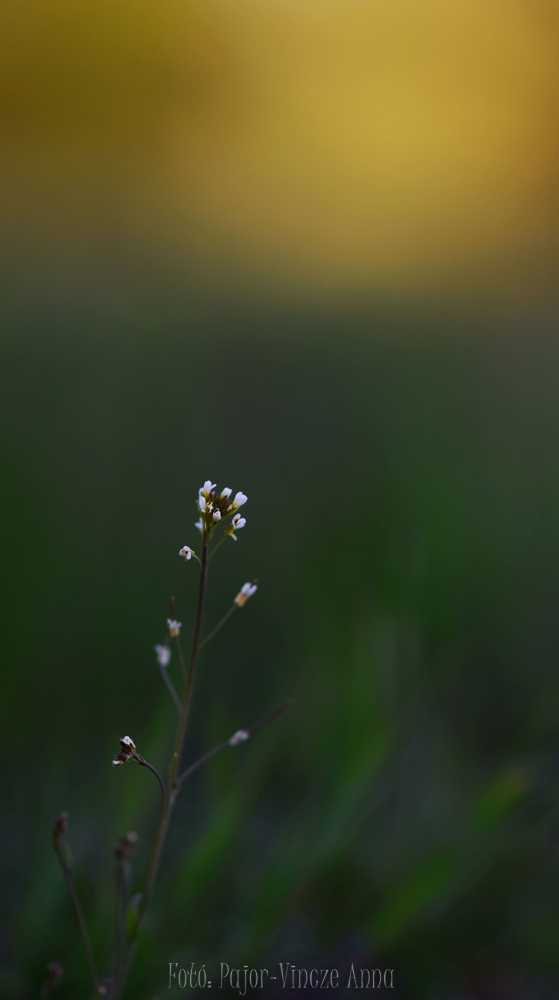 dsc-0062-01-1