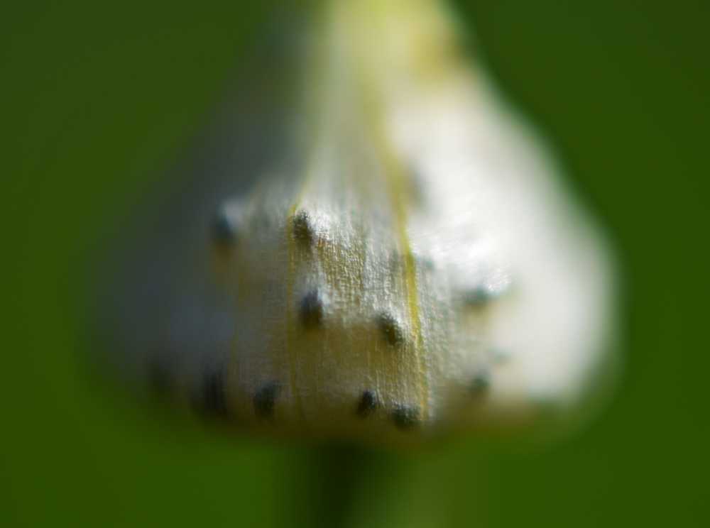 dsc-0064-5
