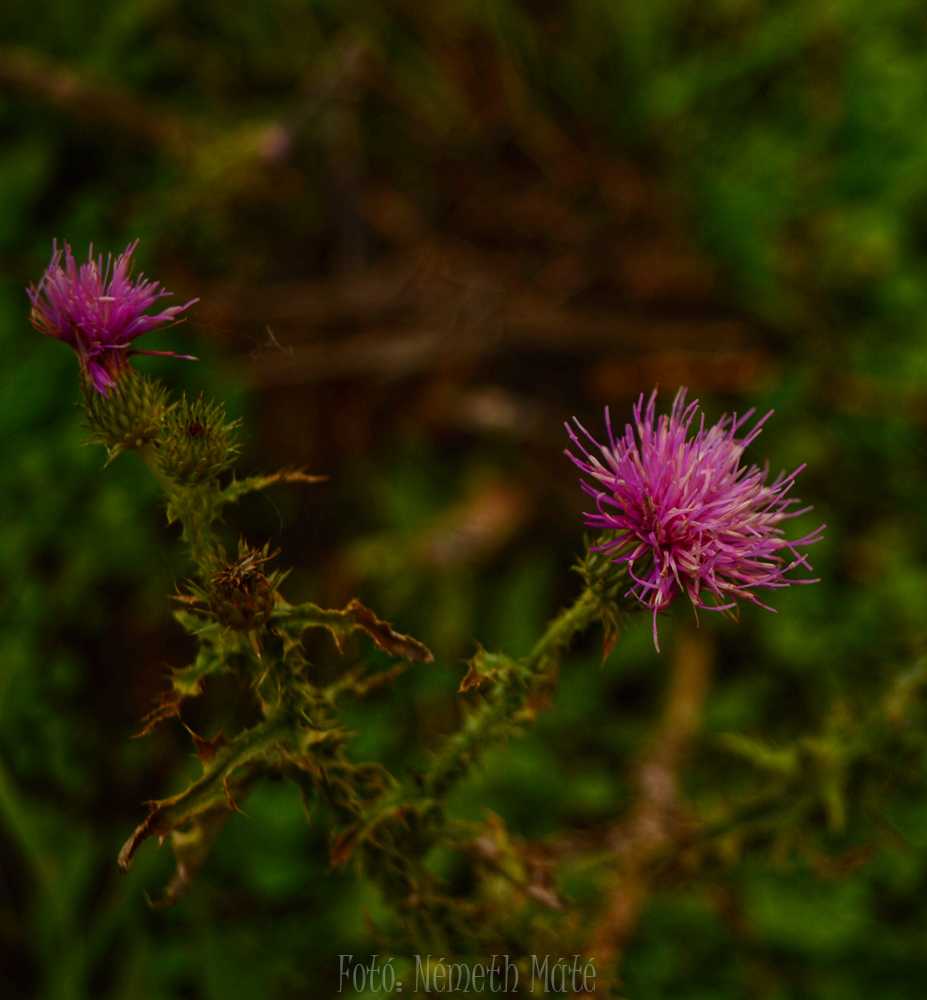 dsc-0065-01-1