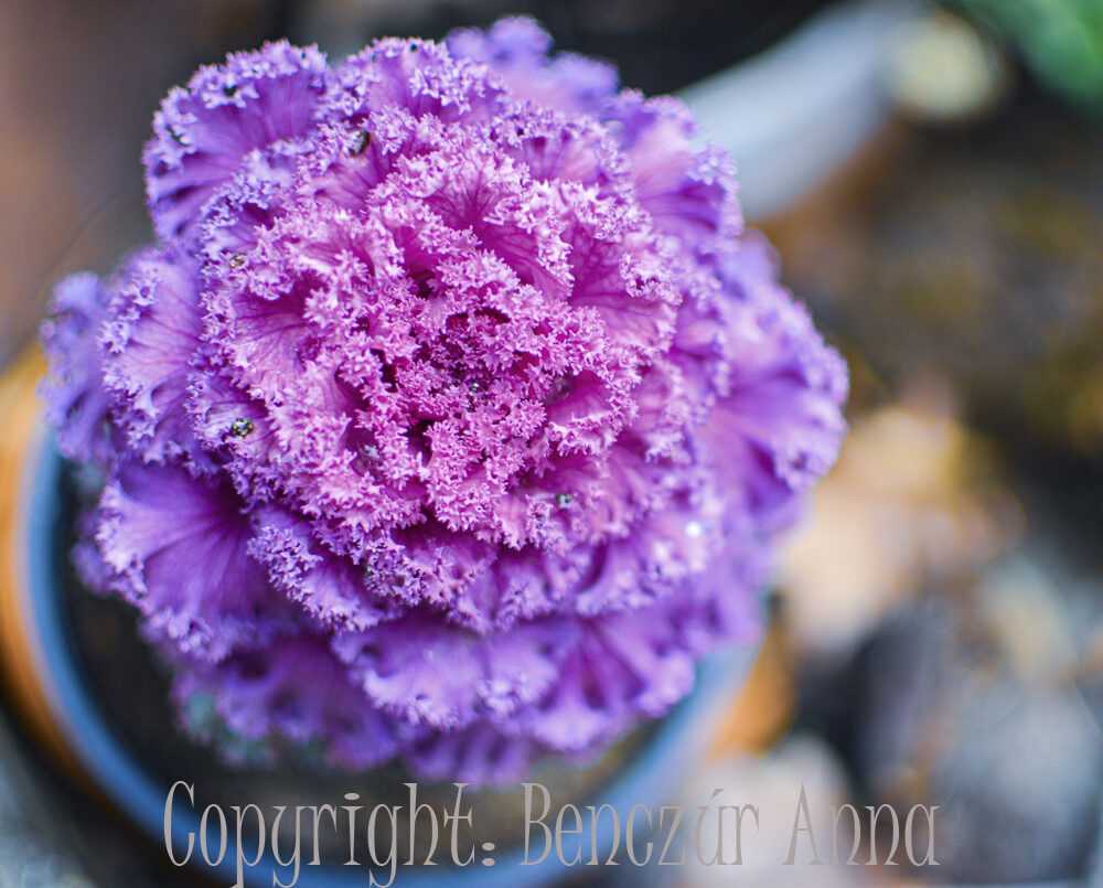 dsc-007828