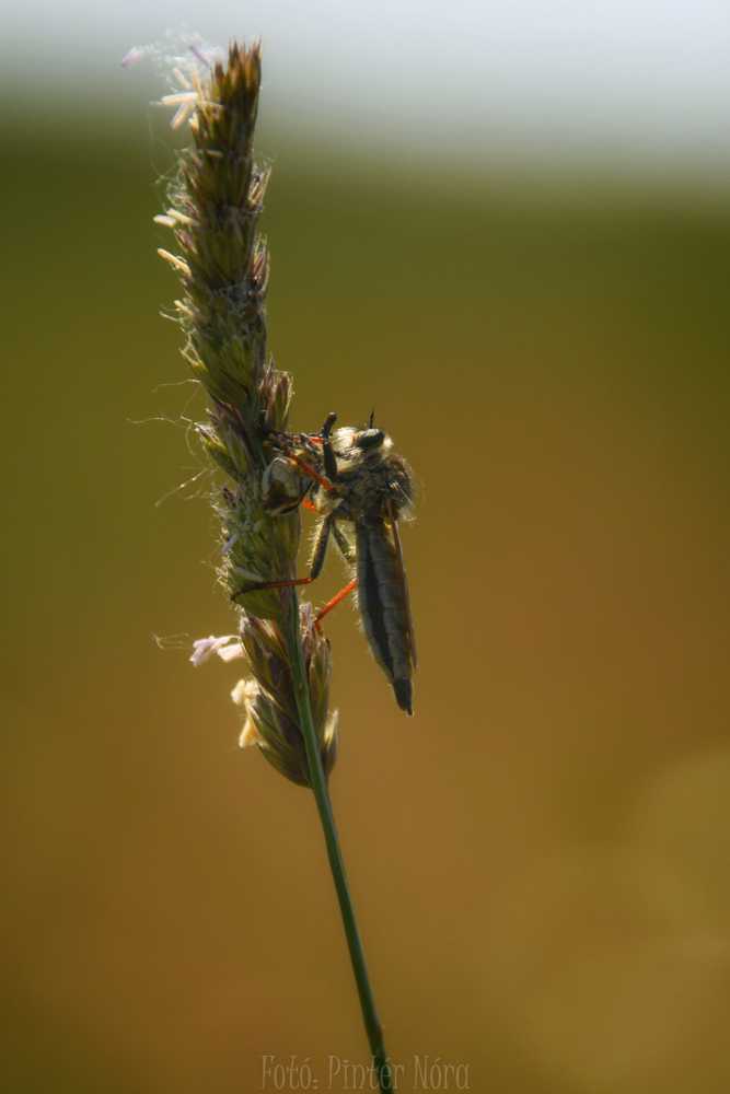 dsc-0085-01-1