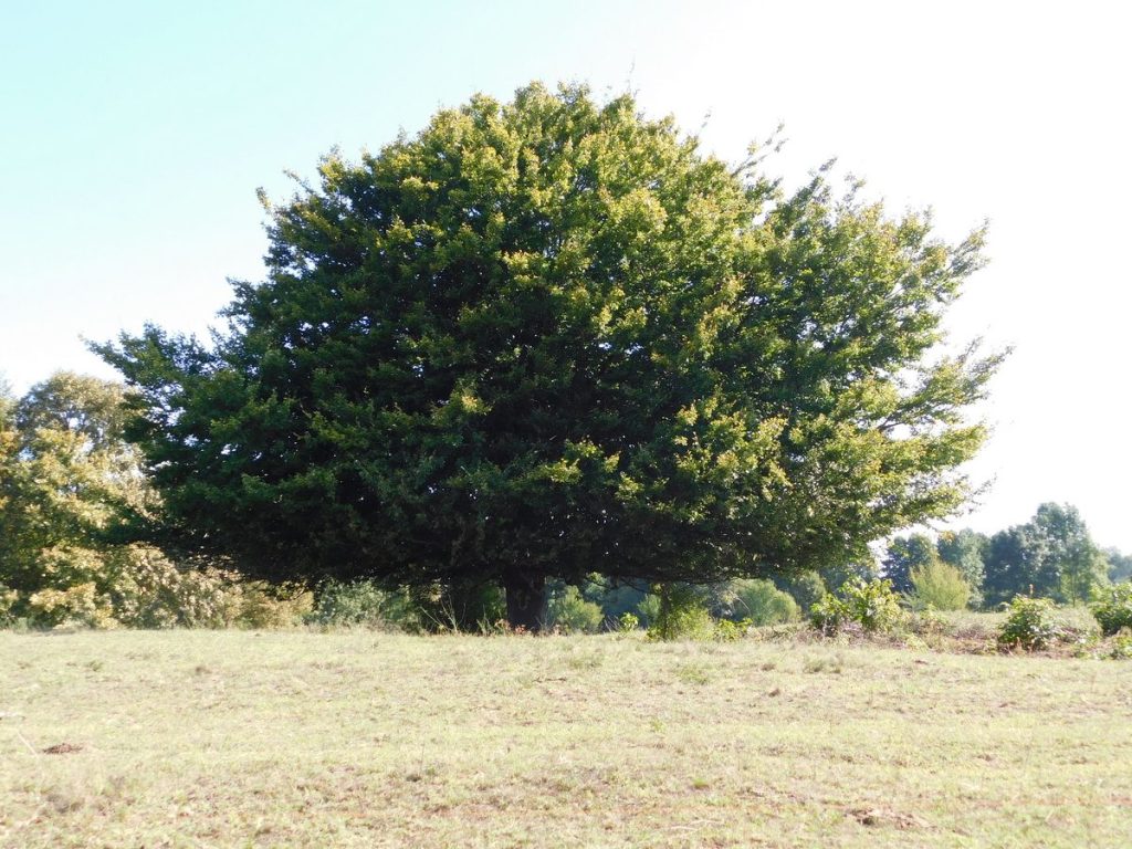 dscn0944-1-2
