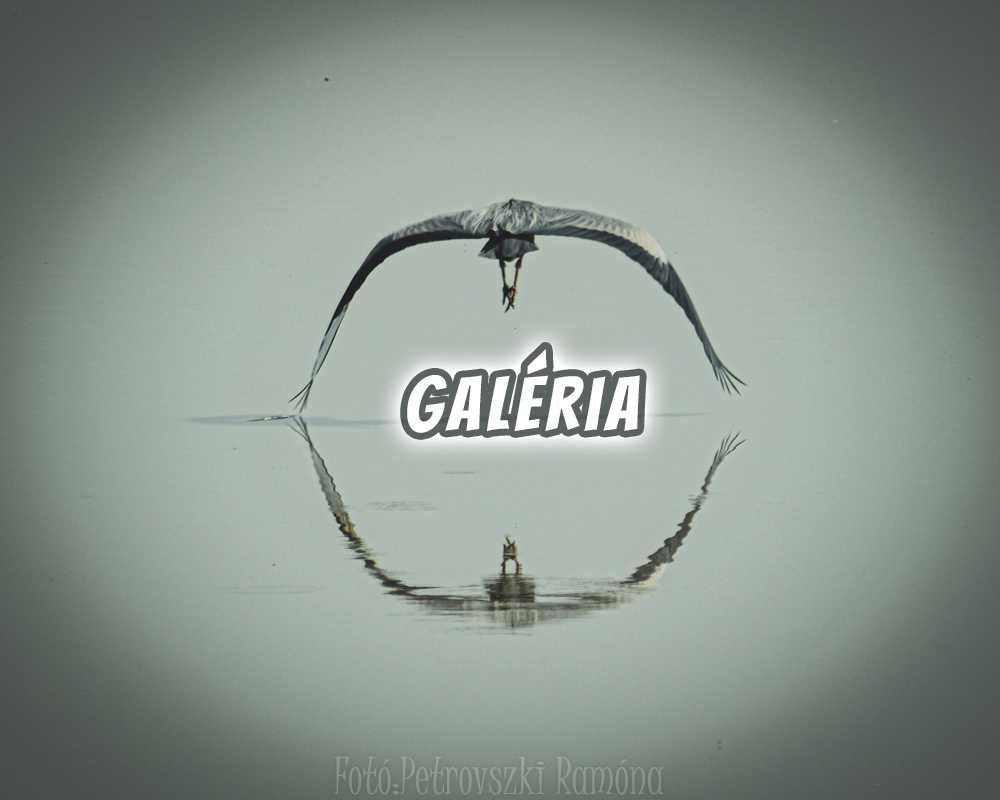 galeria-1-1