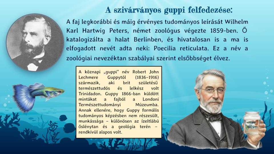 guppik-mollik-tenyesztese-1