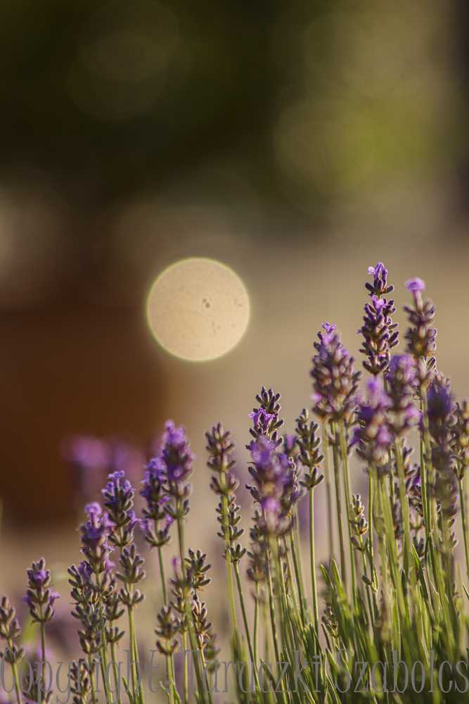 img-0063-1