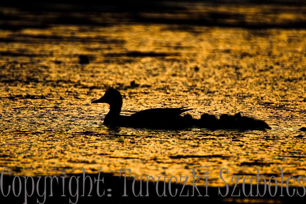 img-0251-1