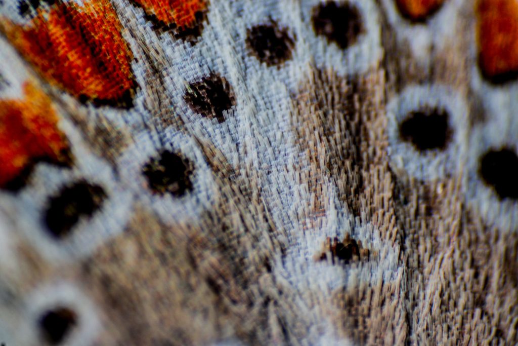 img-0369-1
