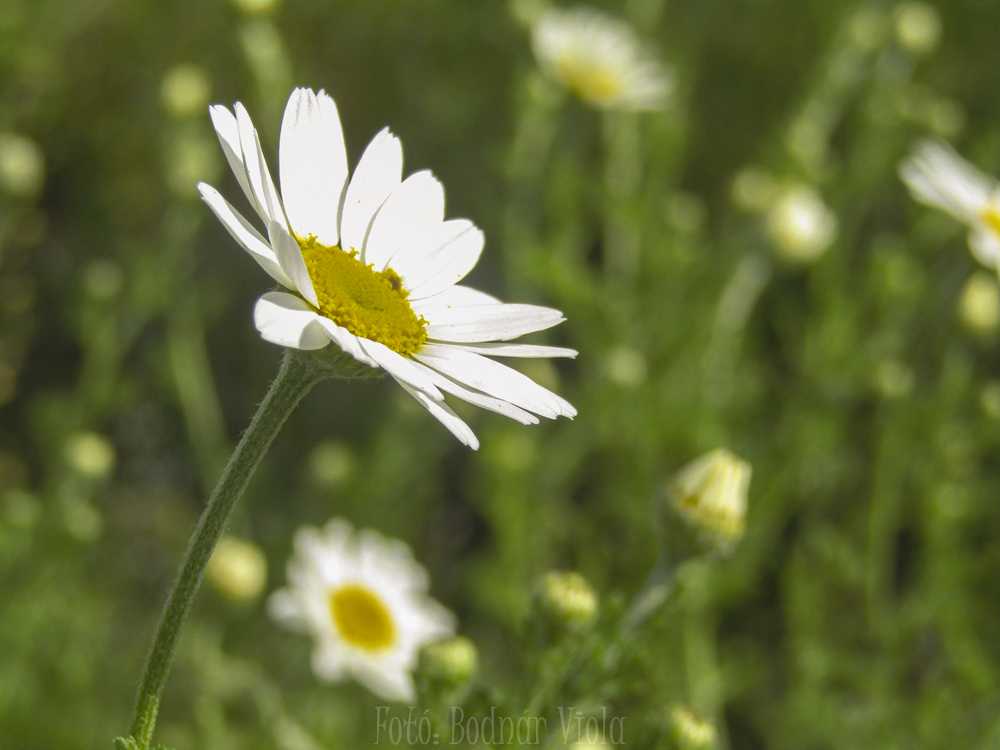 img-0446-3