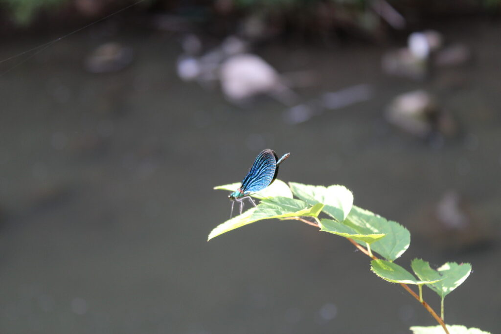 img-1252-1