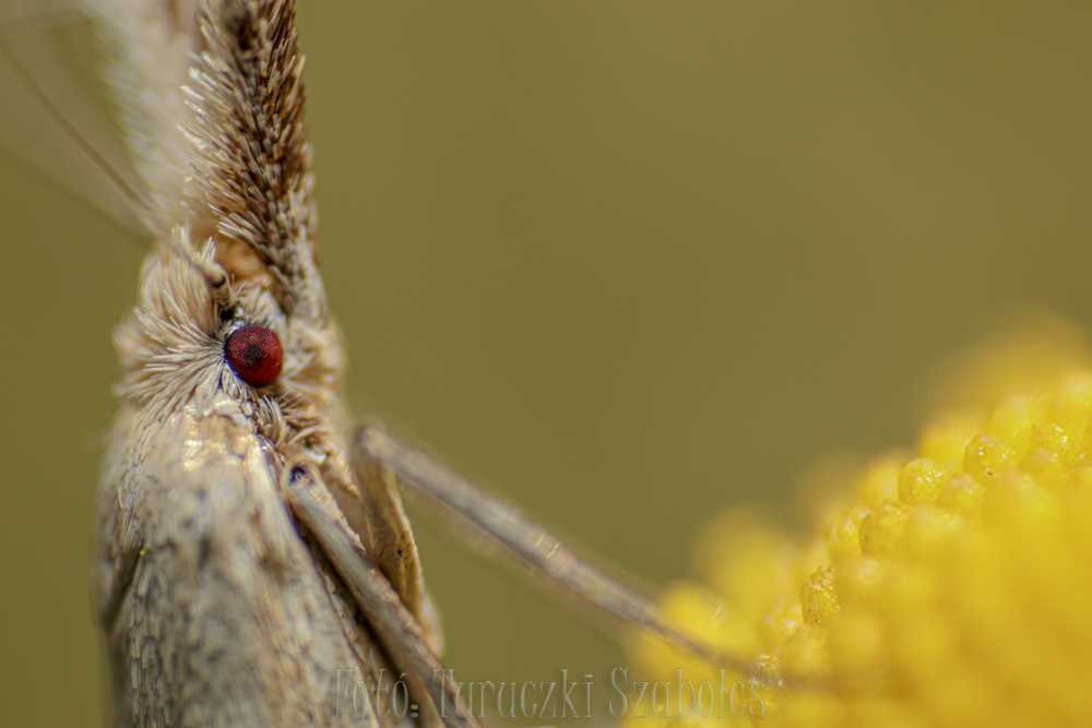 img-1520-2
