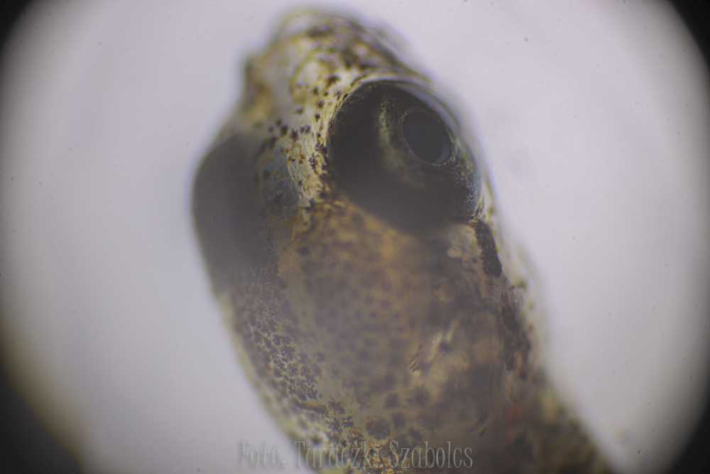 img-1562-1