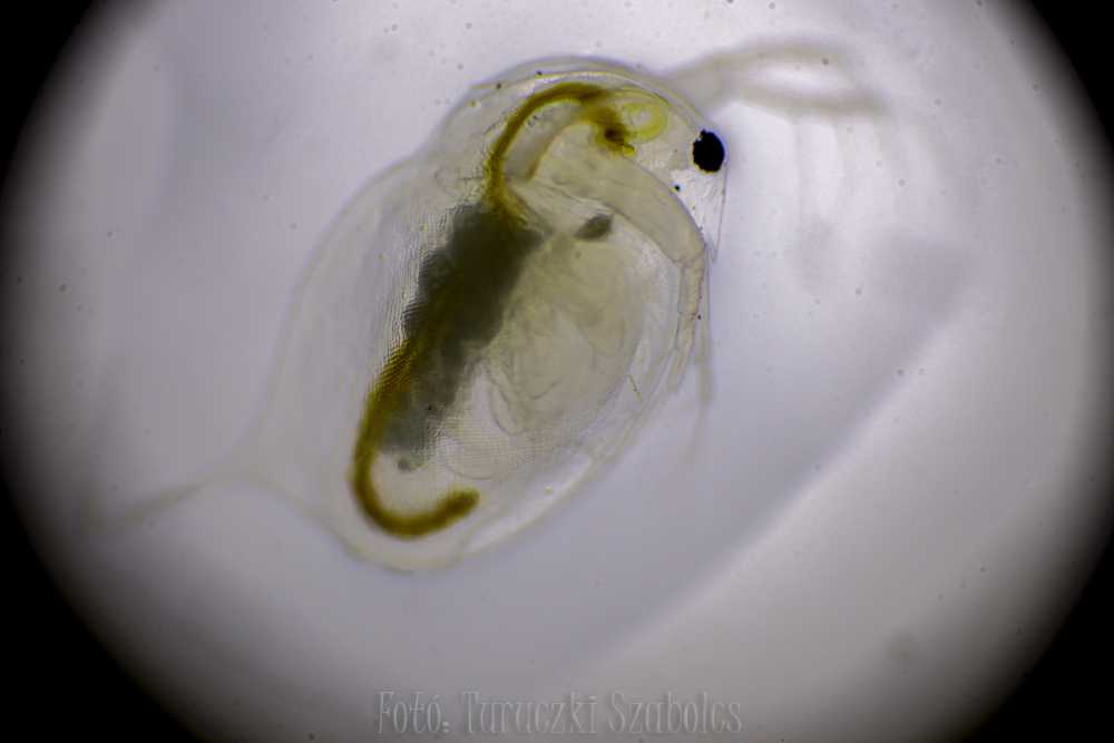 img-1572-11