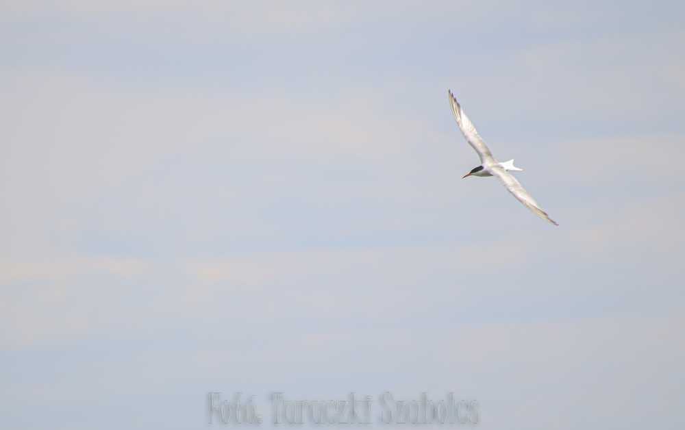img-2495-3