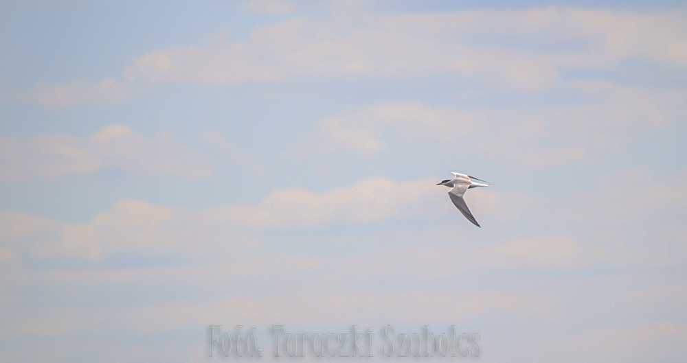 img-2528-1