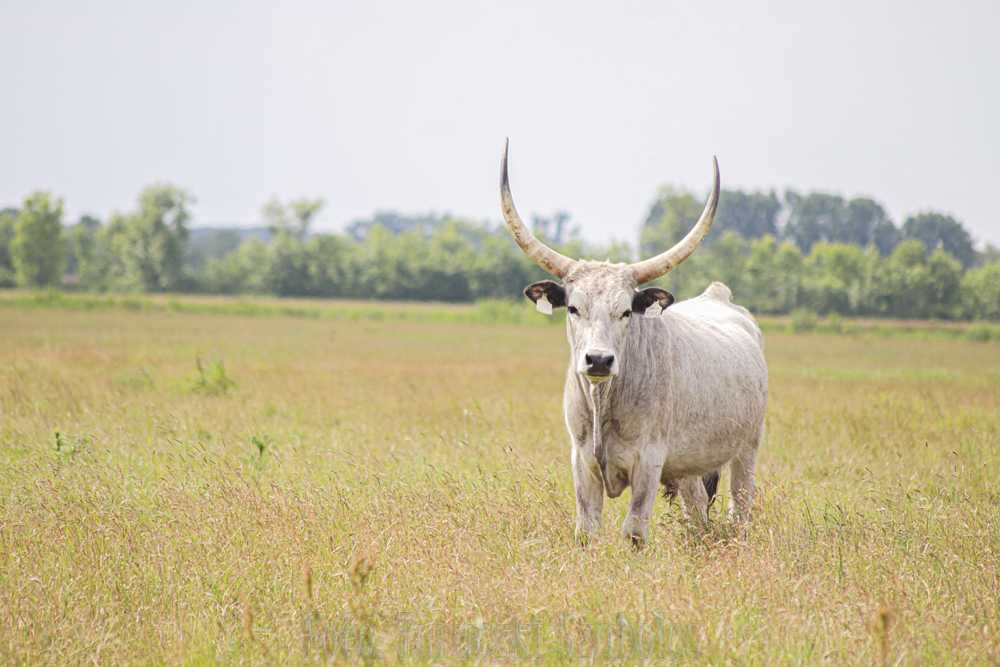 img-2590-5