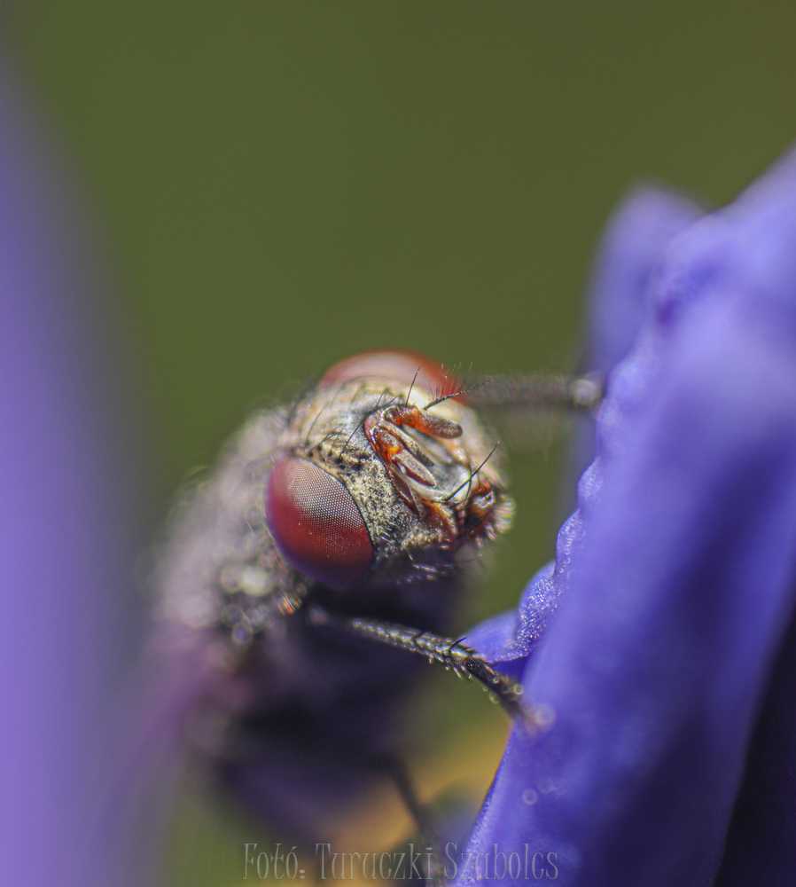 img-2696-1