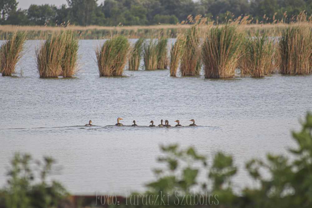 img-2775-1