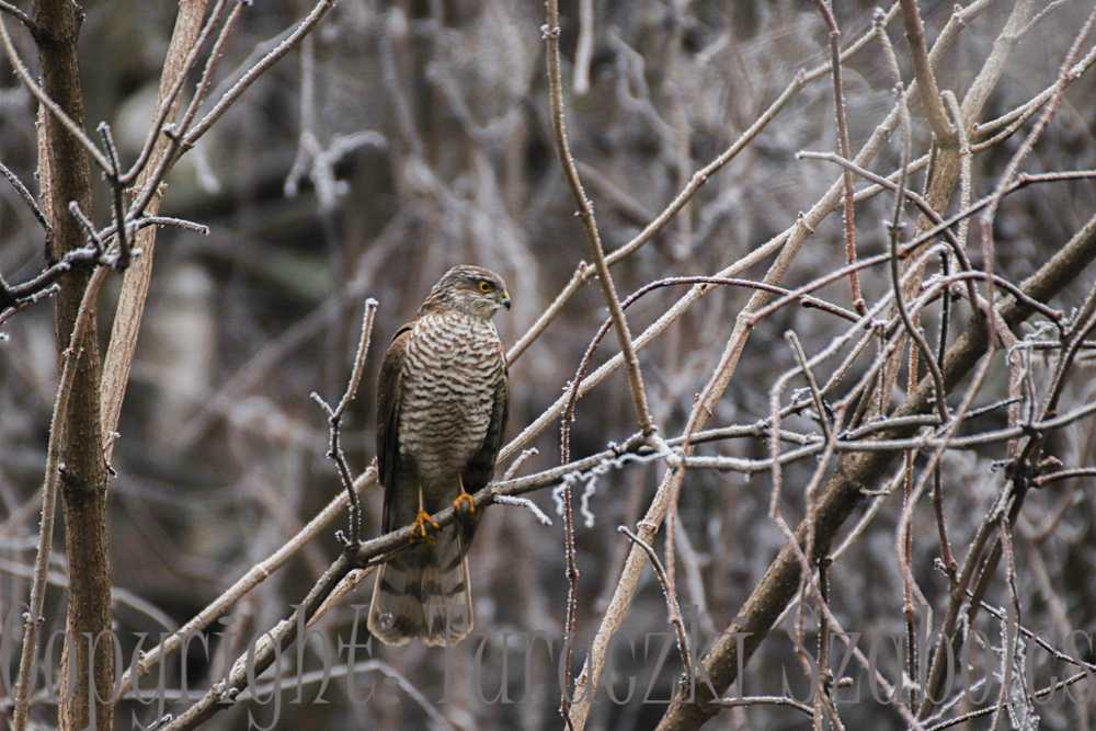 img-2830-1-2
