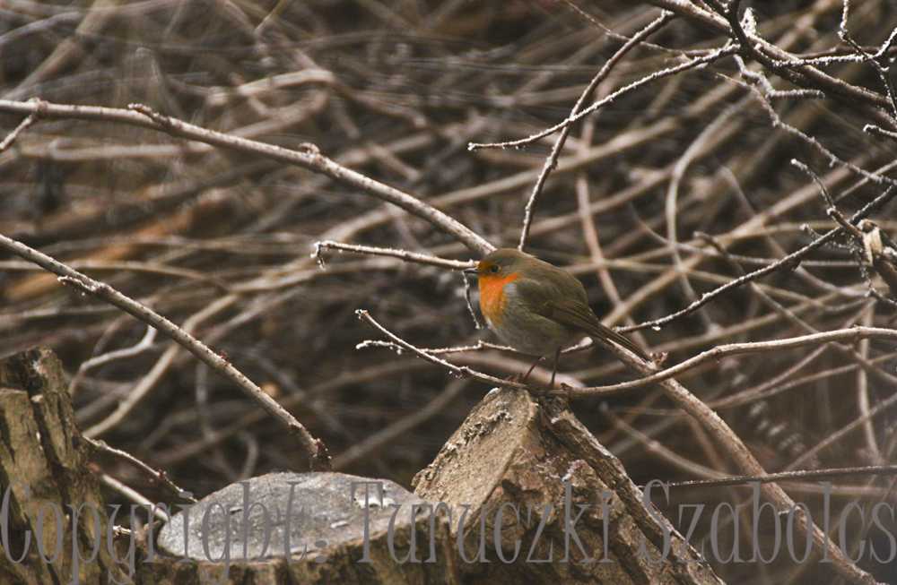 img-2839-1