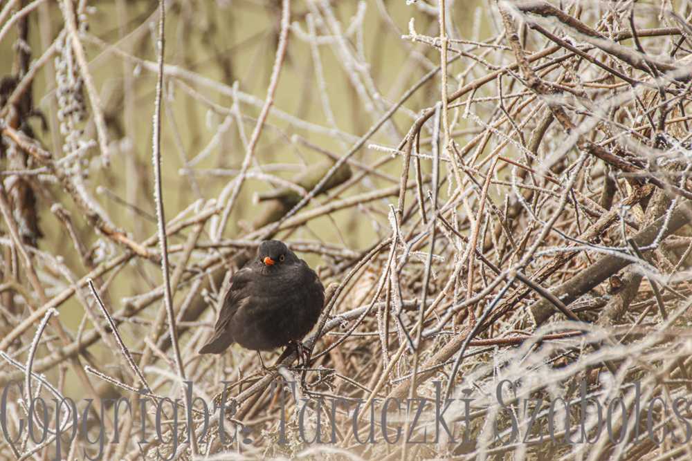 img-2870-1